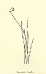 Baccopipia Gracilis